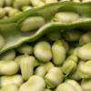 Can You Eat Broad Beans Raw?