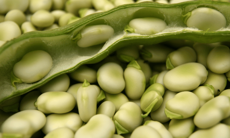 Can You Eat Broad Beans Raw