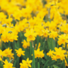Can You Eat Daffodils?