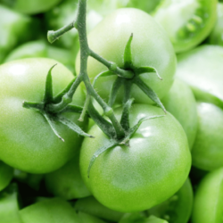Can You Eat Green Tomatoes?