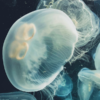 Can You Eat Jellyfish?