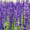 Can You Eat Lavender?