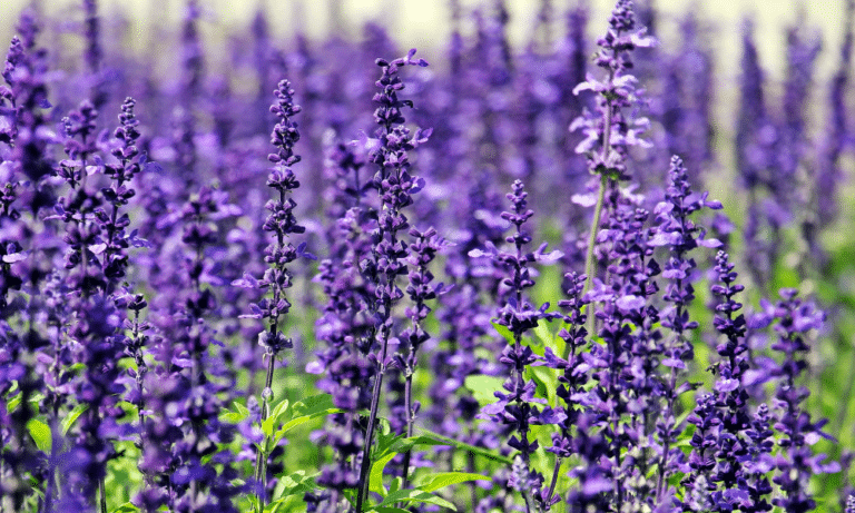 Can You Eat Lavender