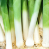 Can You Eat Leeks Raw?