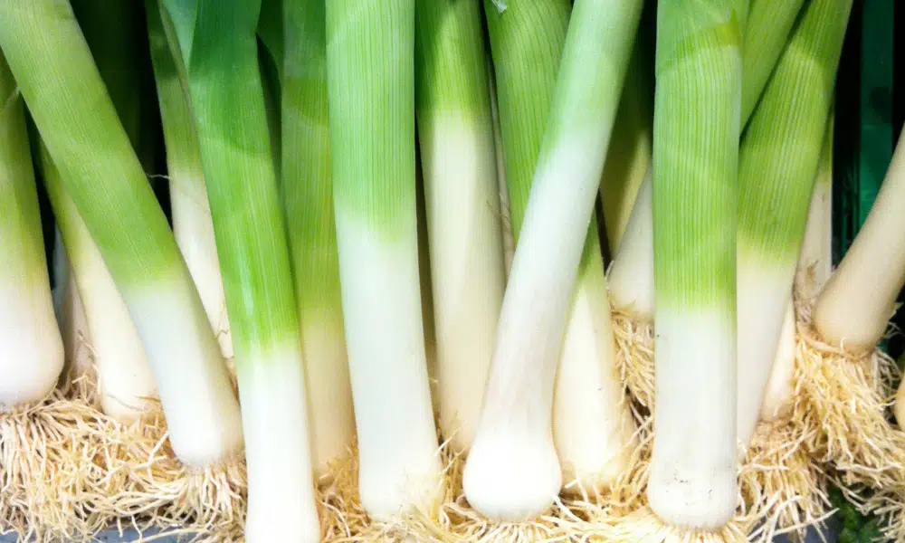 Can You Eat Leeks Raw