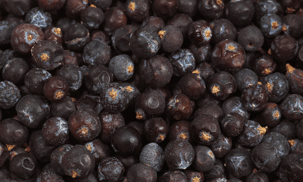 What Are Juniper Berries