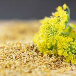 What is Fennel Pollen?
