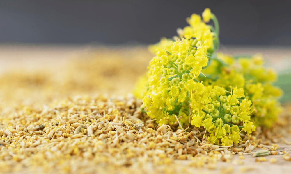 What is Fennel Pollen
