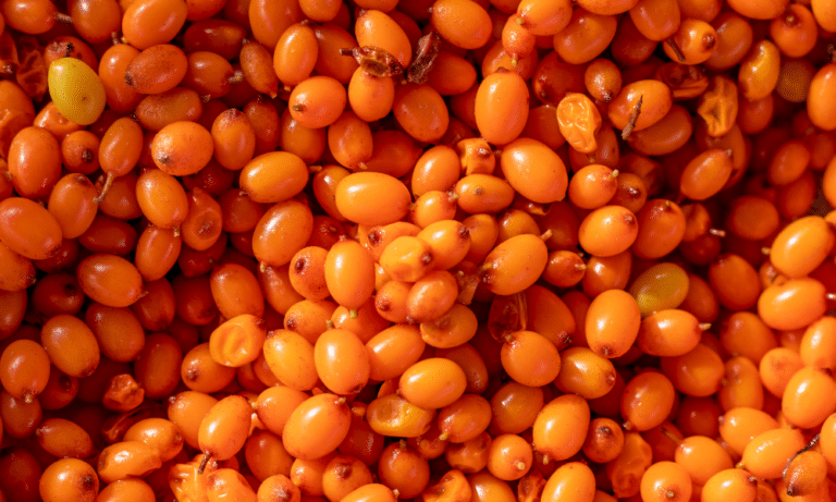 What is Sea Buckthorn