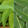 Curry Leaves vs Bay Leaves: What’s the Difference?