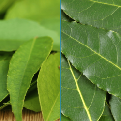 Curry Leaves vs Bay Leaves: What’s the Difference?
