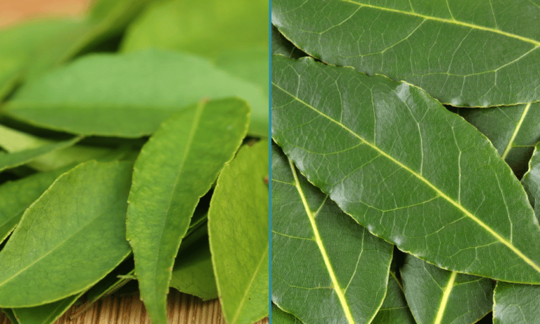 Curry Leaves vs Bay Leaves