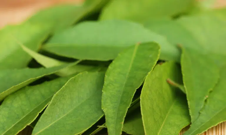 How to Freeze Curry Leaves