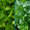 Chervil vs Parsley: What’s the Difference?
