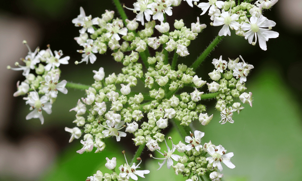 Caraway Plant for Seeds