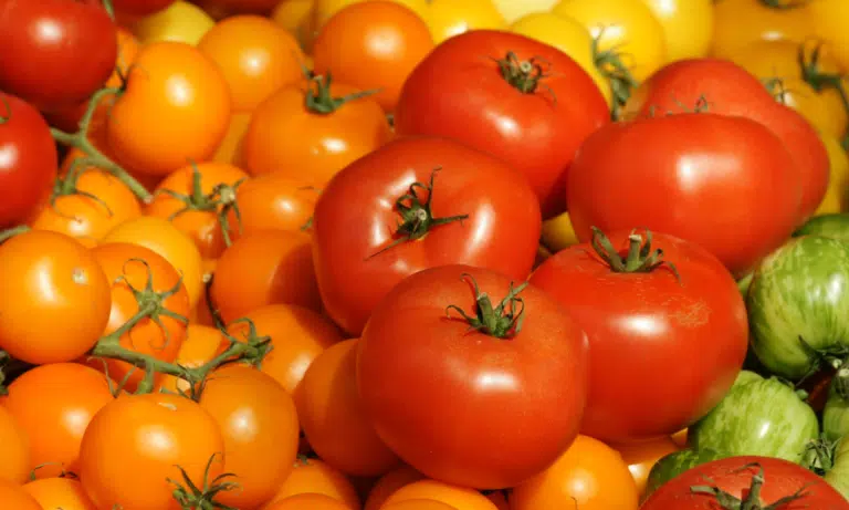 Best Tomatoes for Sauce