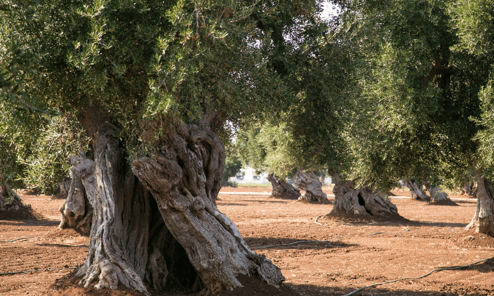 Harvesting Olives for Oil