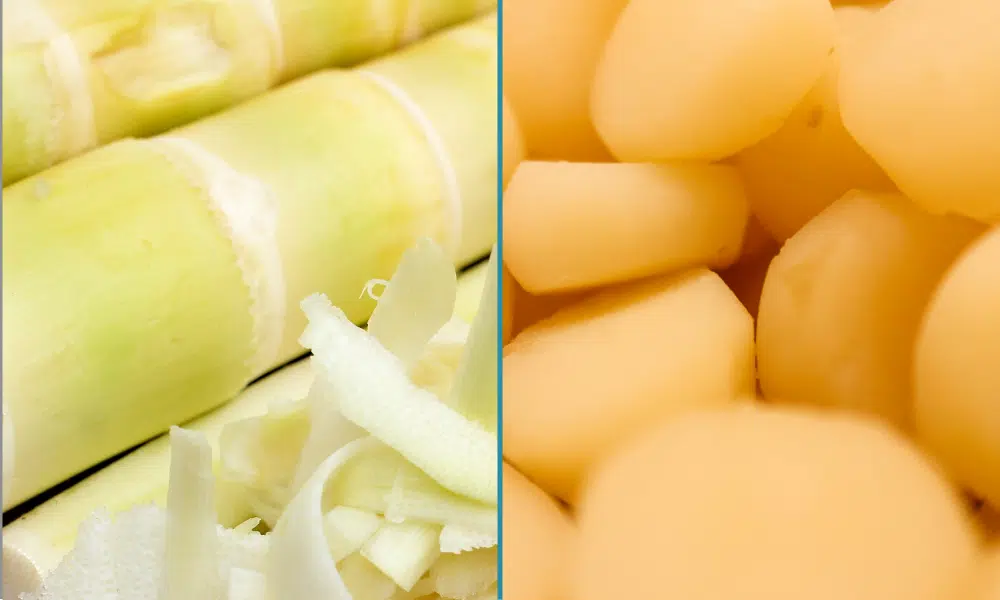 Bamboo Shoots vs Water Chestnuts