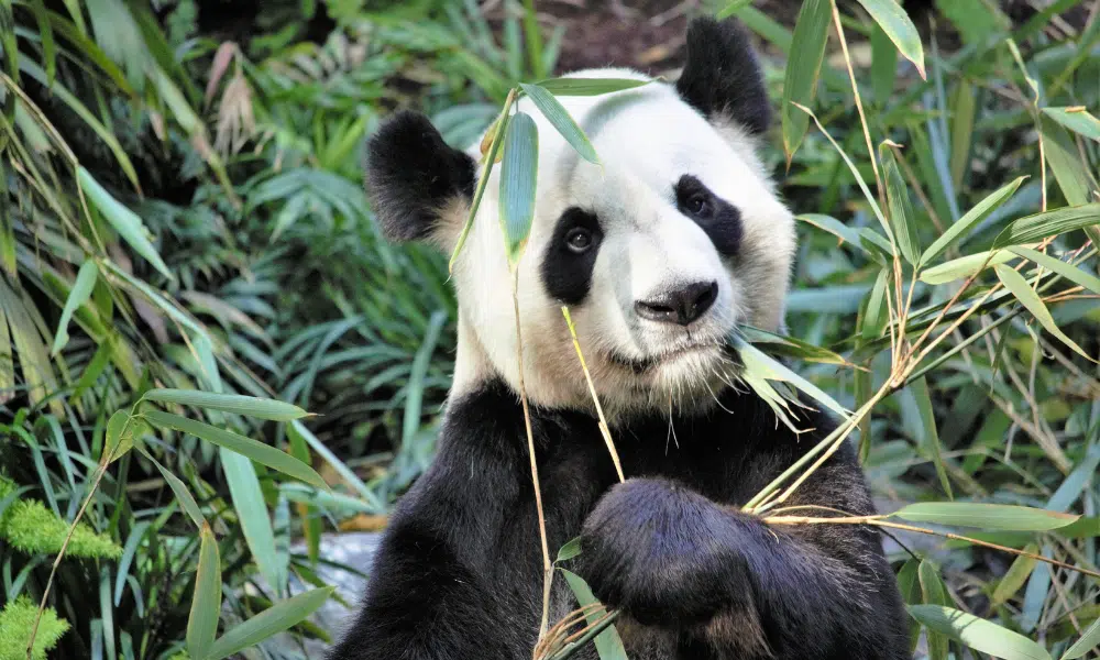 Panda Enjoying Bamboo