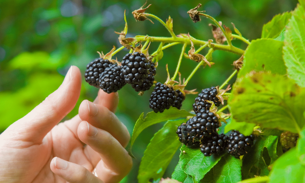 Picking Blackberries From a Bush