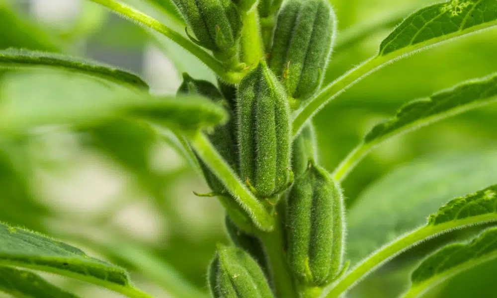 Sesame Plant