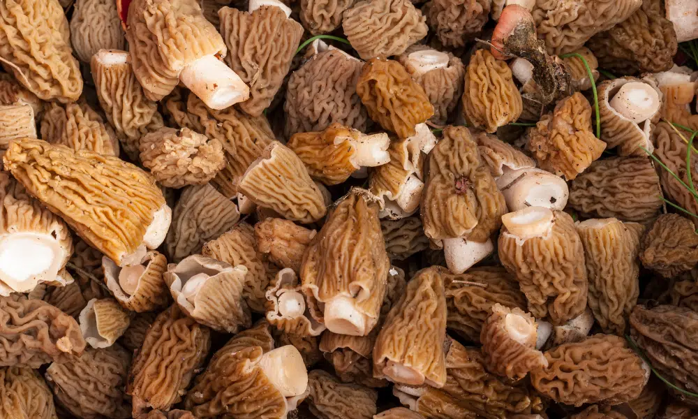 How to Freeze Morels