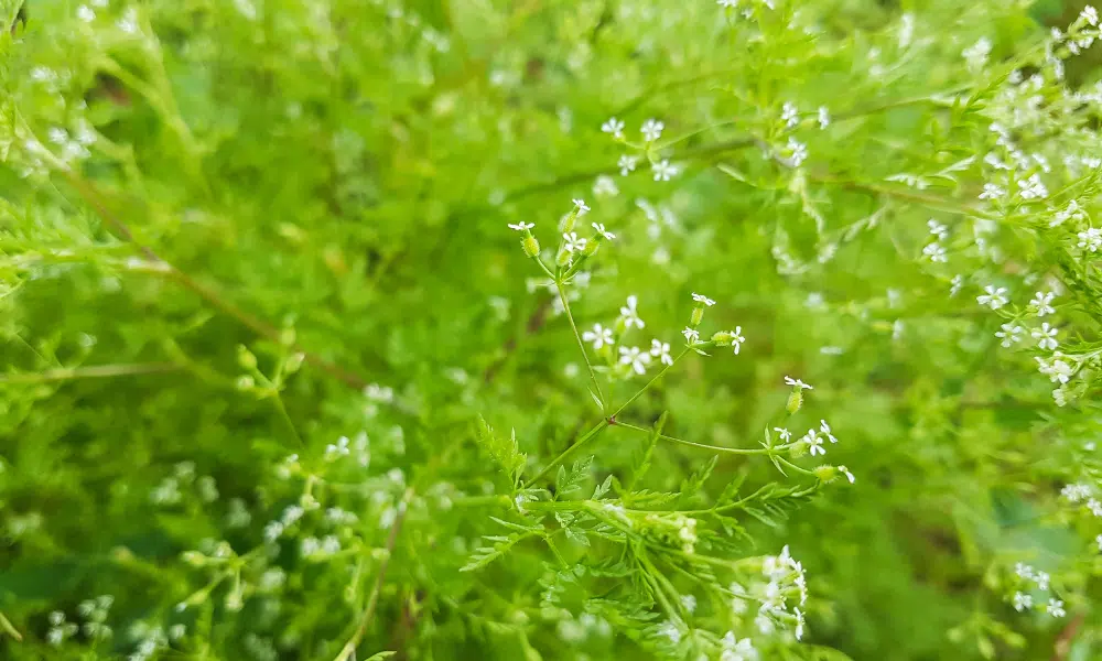 Chervil for Fish