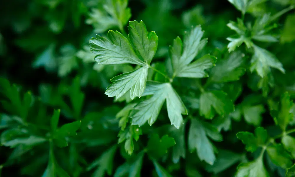 Parsley for Fish