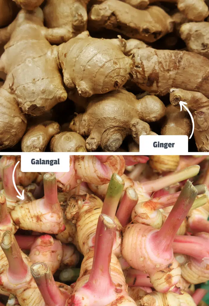 Images of ginger and galangal side-by-side with labels