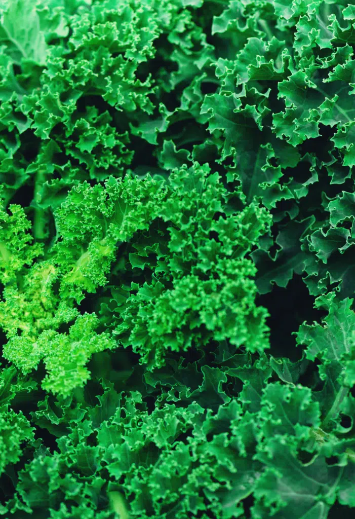 Close up of curly kale leaves