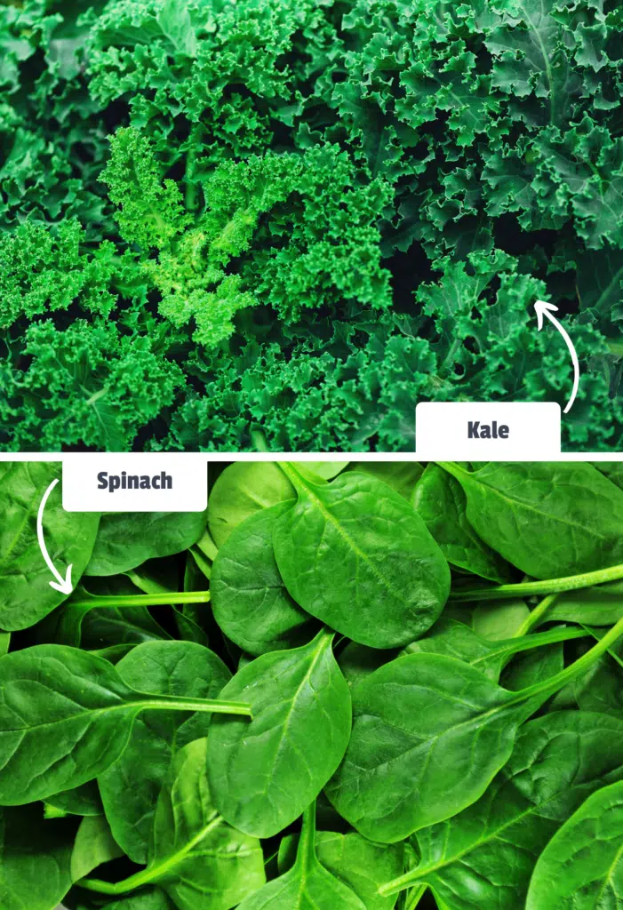 Side-by-side photos of kale and spinach with annotations